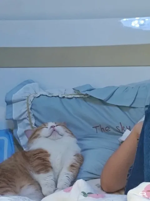 Cat Staring at the Sky