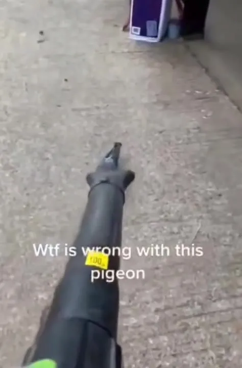 Pigeon Challenges the Leaf Blower