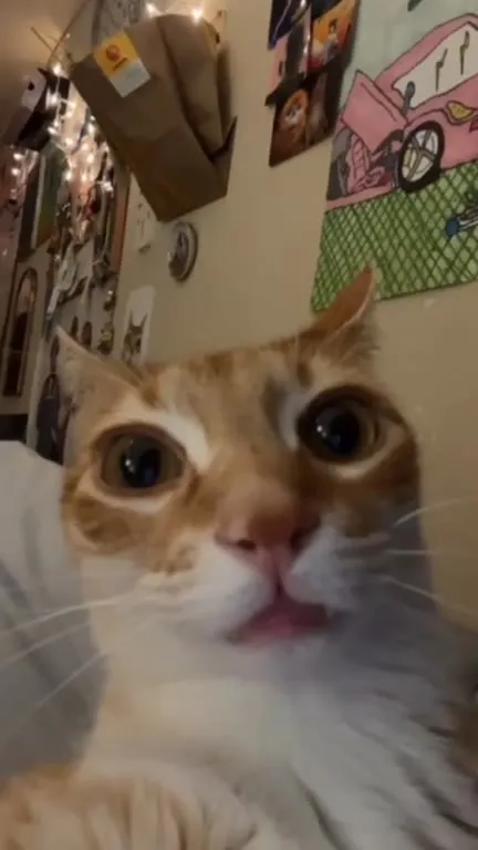 Кот с высунутым языком