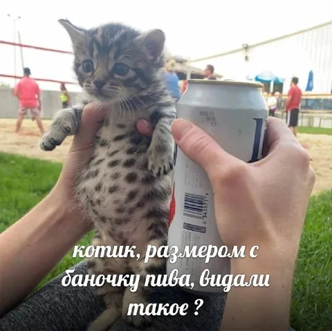 Котик размером с баночку пива