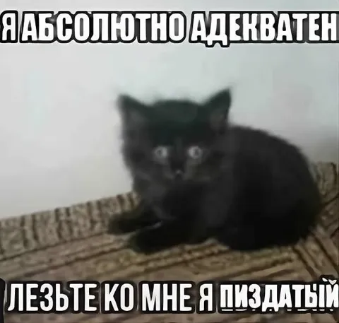 Абсолютно адекватный кот
