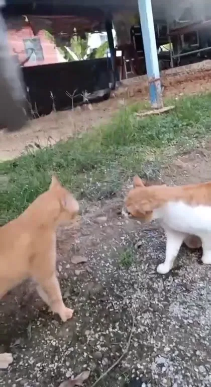 Коты и вращающийся диск