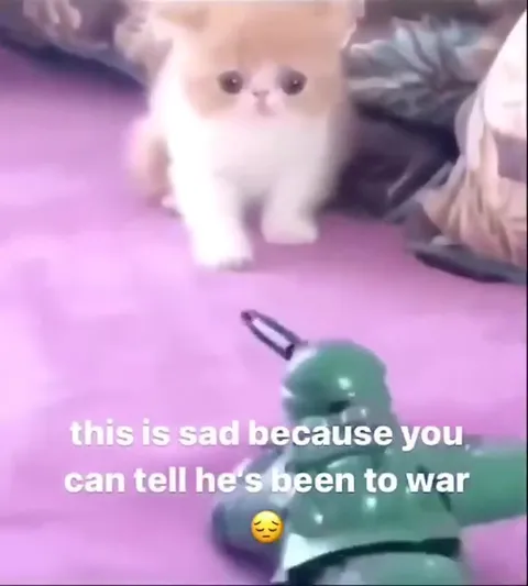 Cat Has Been to War