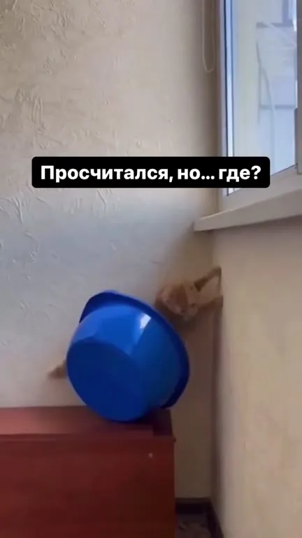 Кот застрял в тазике