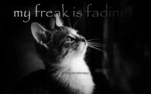 My Freak Is Fading Cat