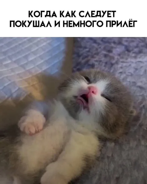 Котёнок после удачной попытки