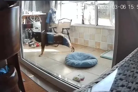 Собака драматично падает