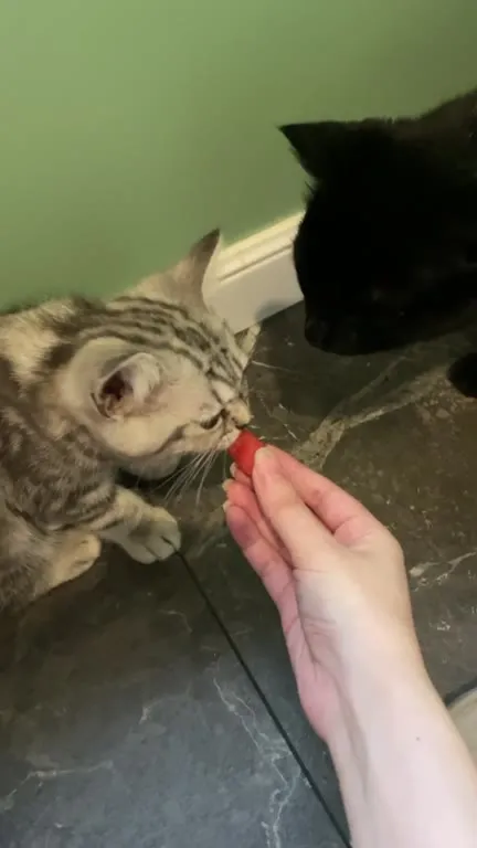 Котёнок хрустит арбузом