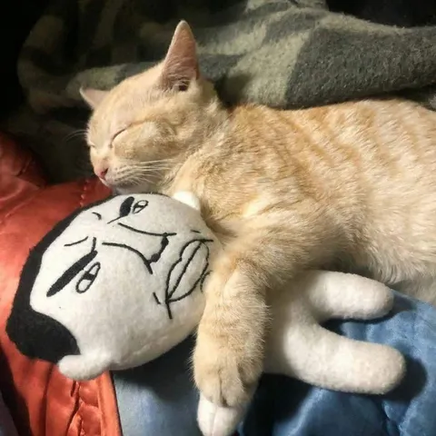 Кот спит на мягкой игрушке