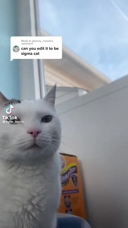 Sigma Cat Stares Intensely