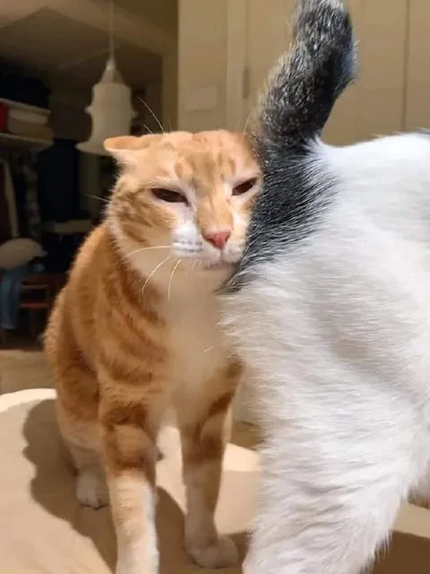 Кот нюхает чужую задницу