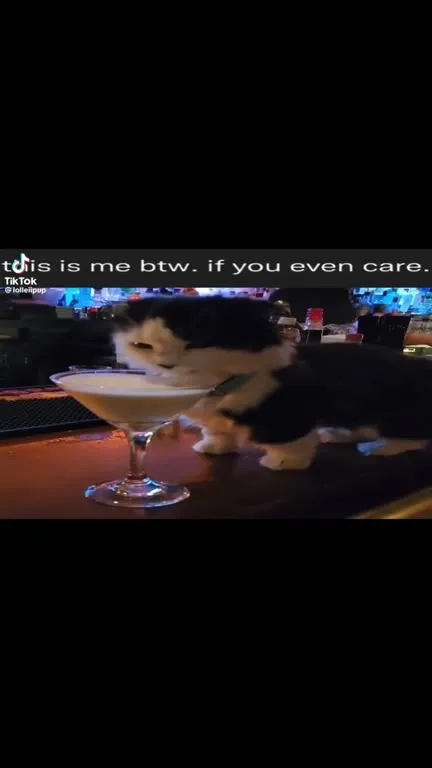 Cat Drinks Like It Cares