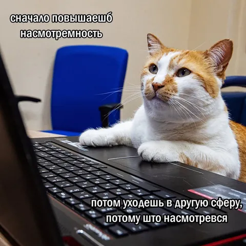 Кот повышает насмотренность