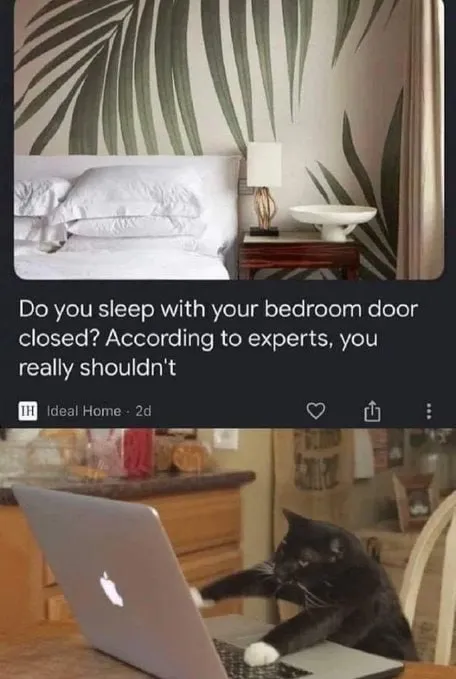 Cat Refuses to Close the Door