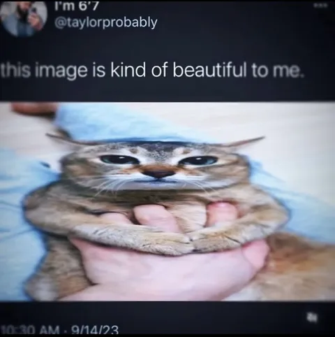 Beautiful Cat Reaction