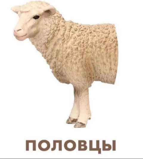 Овца без половины тела