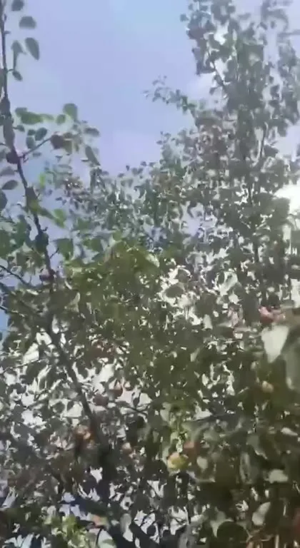 Груши на дереве