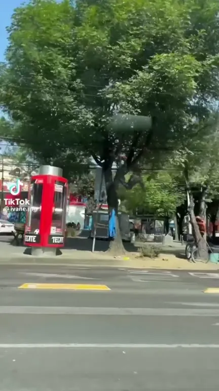 Mono negro cruza la avenida