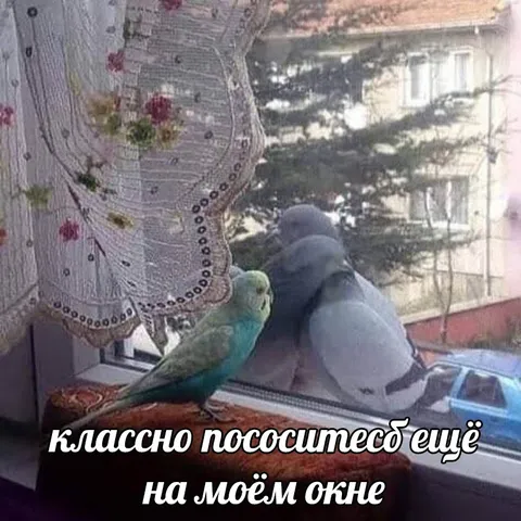 Попугай и голубь на окне