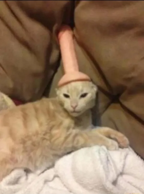 Кот с хвостом на голове