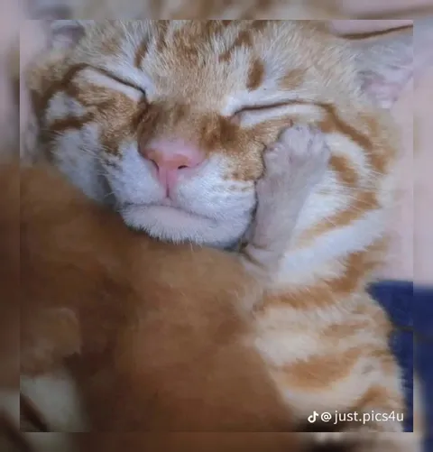 Котик крепко спит