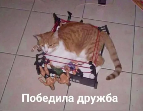 Победила дружба в ринге