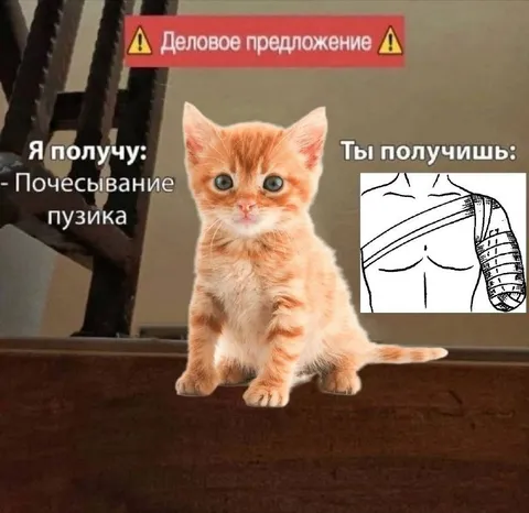 Деловое предложение от котёнка