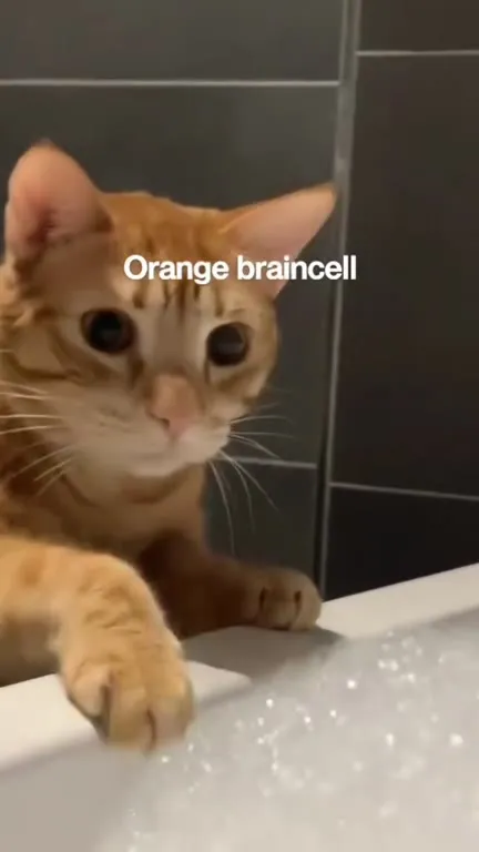 Orange Cat Chases One Braincell