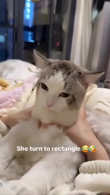 Cat Turns Into a Rectangle