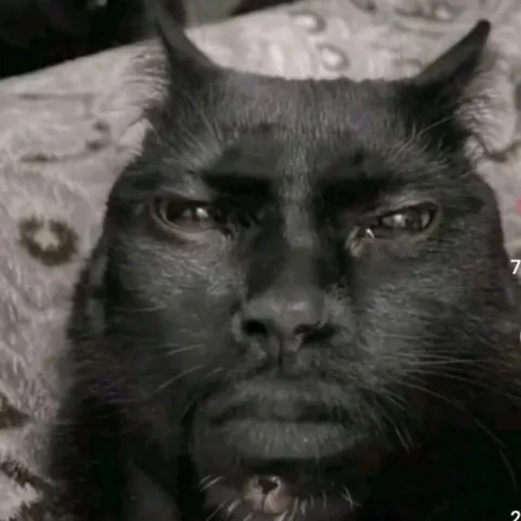 Дьявольски серьёзный кот