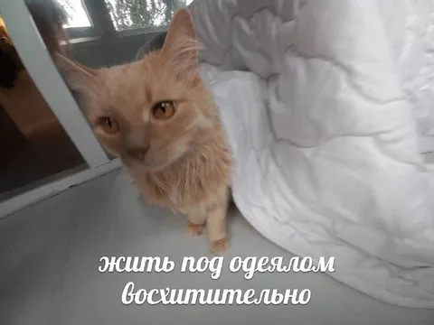 Жить под одеялом восхитительно