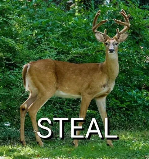Deer Says Steal