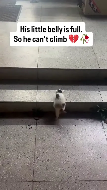 Full-Bellied Kitten Can't Climb