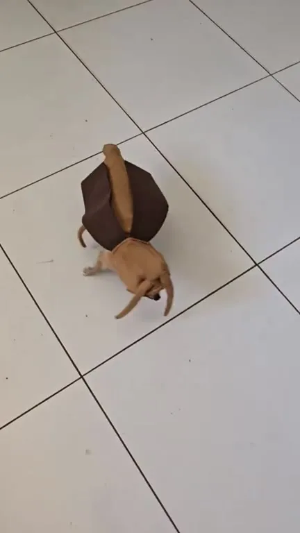 Cachorrinho vestido de barata