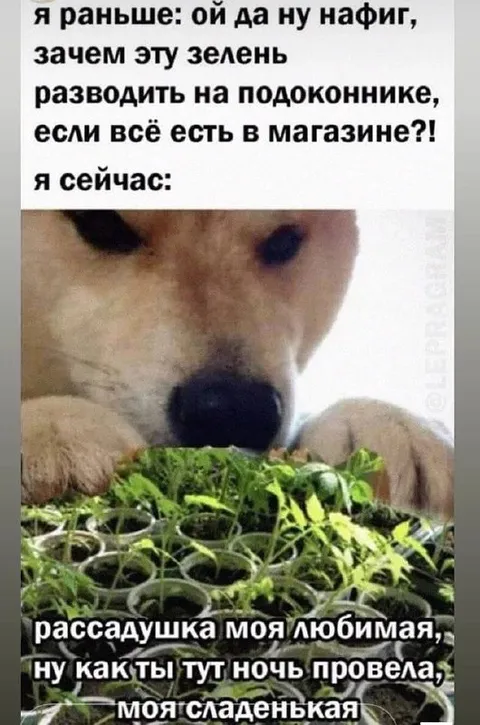 Когда начал выращивать рассаду