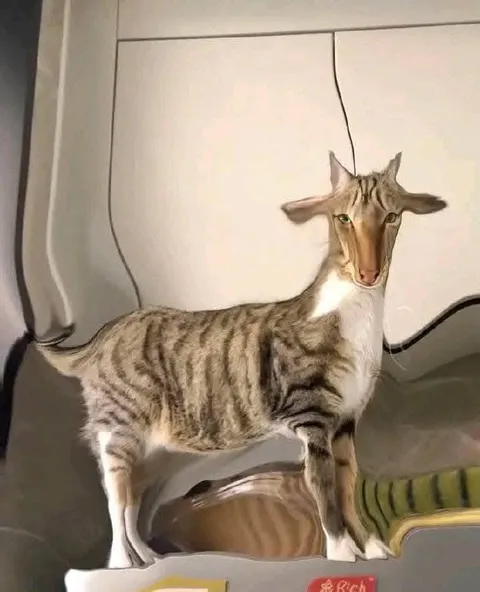 Cat Looks Like a Goat