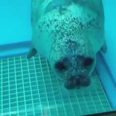 Тюлень плывёт прямо в камеру