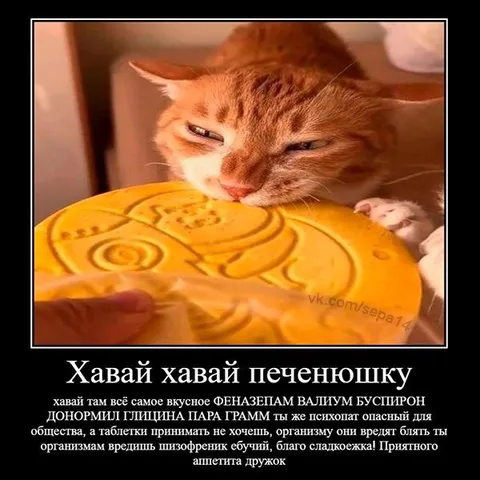 Кот угощает печенькой