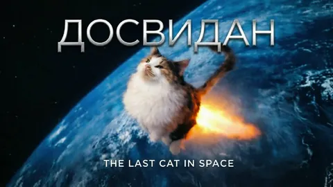Кот улетает в космос