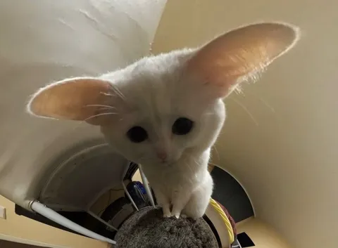 Кот с огромными ушами