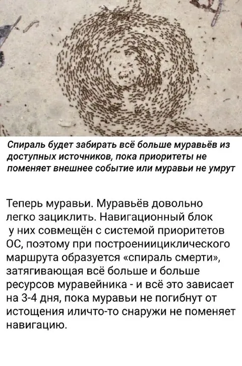 Спираль смерти у муравьёв