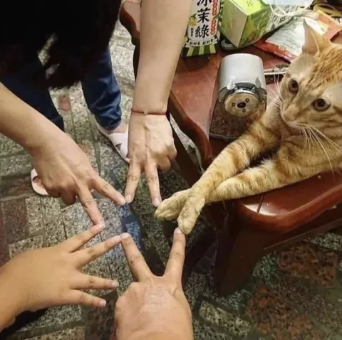 Кот играет пальцами