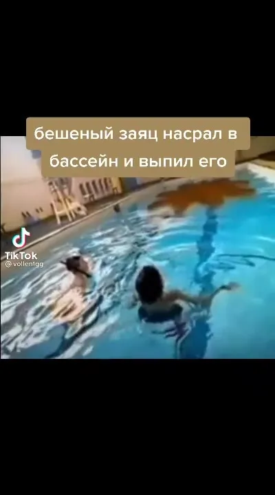 Бешеный заяц испортил бассейн