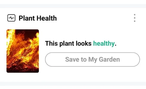 Burning Plant Looks Healthy