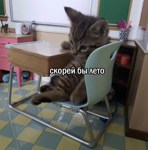 Котёнок ждёт лето