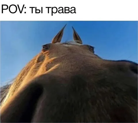 Когда ты трава под лошадью