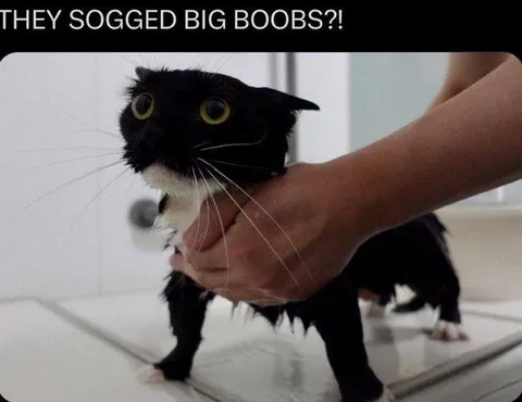 Wet Cat Hears About Big Boobs