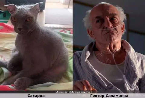 Сахарок и Гектор Саламанка