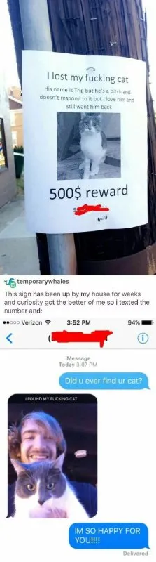 Found Cat Texts Its Owner