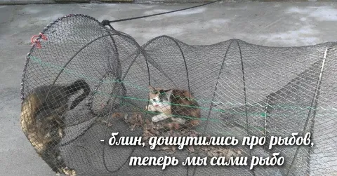 Кошки сами стали рыбой
